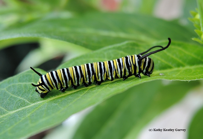 Black, yellow, and white striped monarch caterpillar on a leaf.