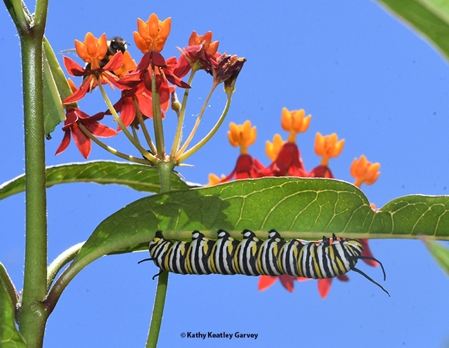 Colorful monarch caterpillar on the orange and yellow flower of a tropical milkweed.