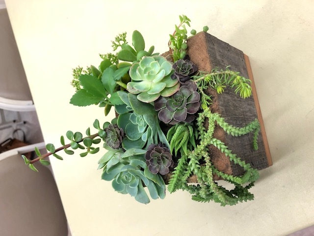 Wooden box with colorful succulents that are tall, medium, and others that drape out the front. Anne Schellman