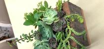 Succulent container made by a participant during our 2019 class. for The Stanislaus Sprout Blog