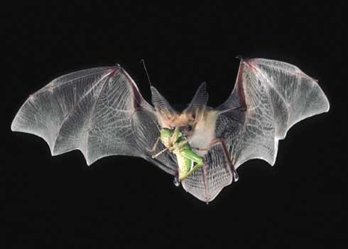 Bat with wings spread in flight with a bright green grasshopper in its mouth.