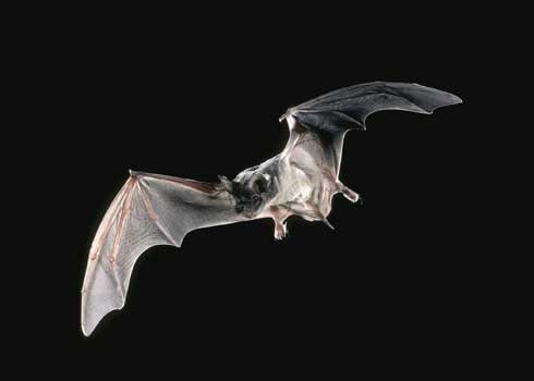Bat with wings outstretched against the night sky.