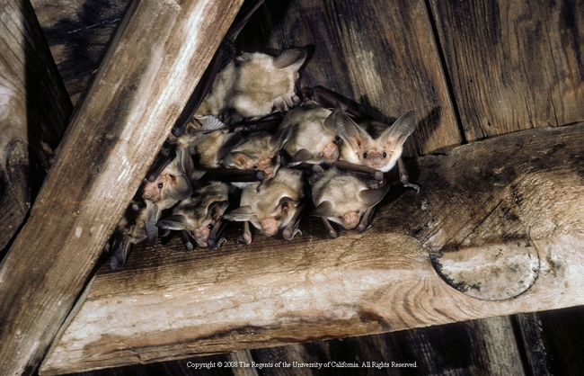 Small bats grouped together.