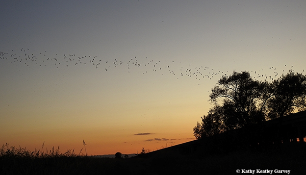 A dozen bats leaving the Yolo Causeway bridge and flying together to look for food.