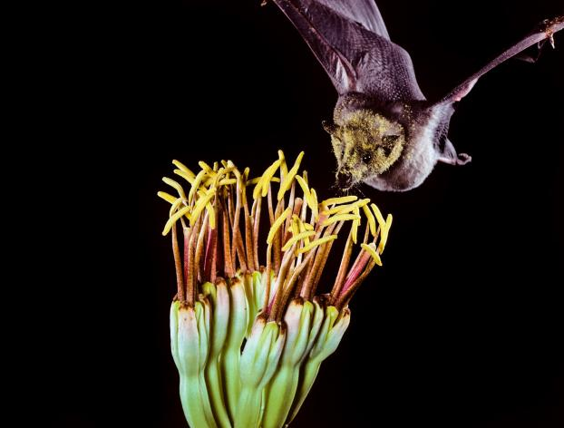 Brown bat hovers over a cluster of flowers.