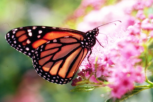 Bright orange and black butterfly against a pink flower and blue sky background.