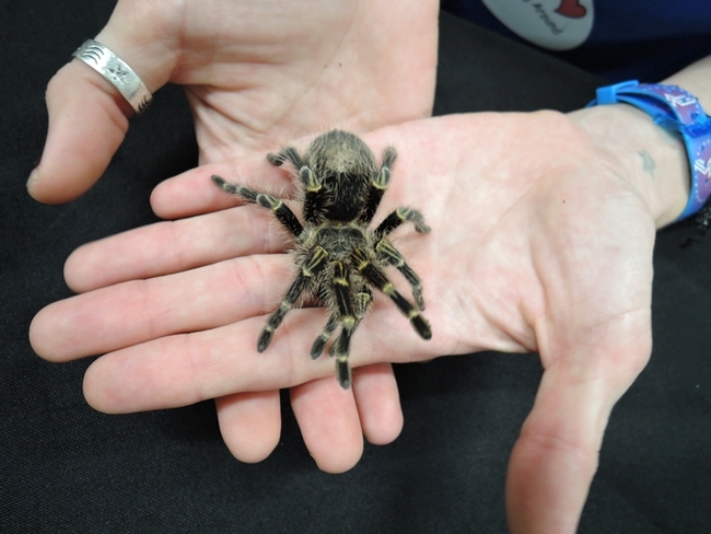 Hand holding a brown and black tarantula.