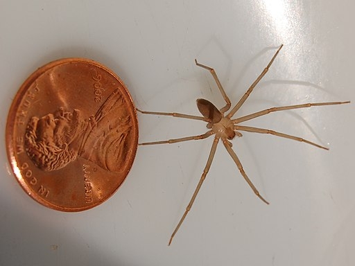 Photo of a brown recluse spider next to a copper penny, showing its small size.