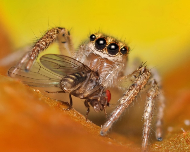 Hairy jumping spider holding a fruit fly.