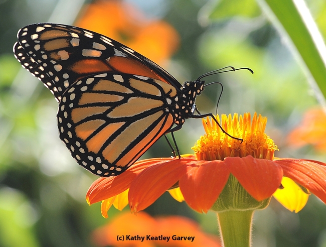 Orange and black butterfly perched on a velvety orange flower.