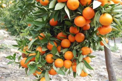 Orange fruits hang from a tree with deep green leaves.