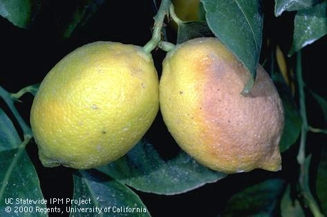 Two yellow fruits hanging on a tree showing browning on the rind of one of the fruits.