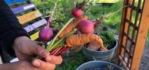 Freshly harvested beets, radishes, and carrots, Anne Schellman. for The Stanislaus Sprout Blog