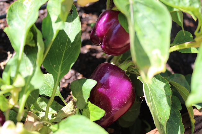 Two glossy purple peppers among green leaves on a pepper plant.