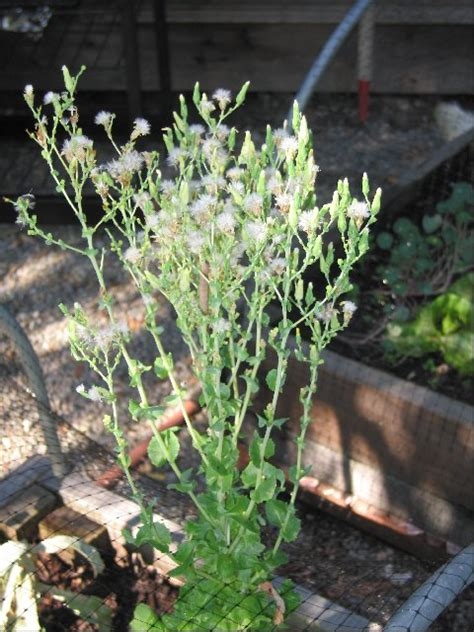 Lettuce plant with stems full of white, fluffy seed heads.