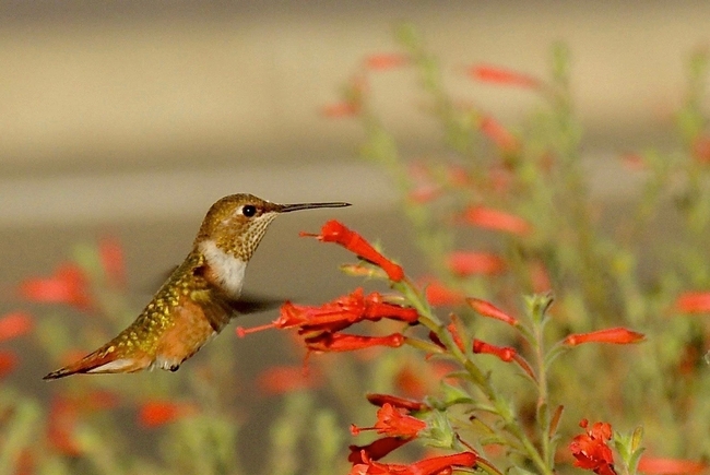 Brown hummingbird with white throat hovering near a plant with orangish-red tubular flowers.