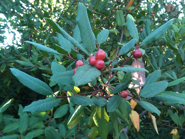 Large reddish berries on a shrub.