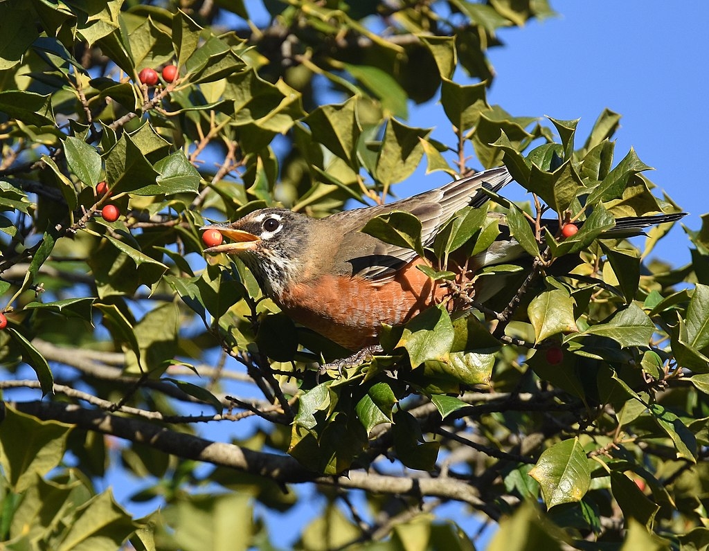 Show Your Neighborhood Birds Some Love: Grow Native Plants - The Stanislaus  Sprout - ANR Blogs