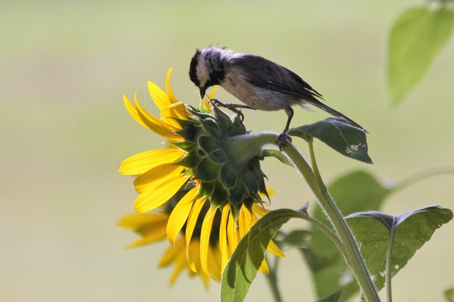 A bird perches on a sunflower that is bigger than its body.