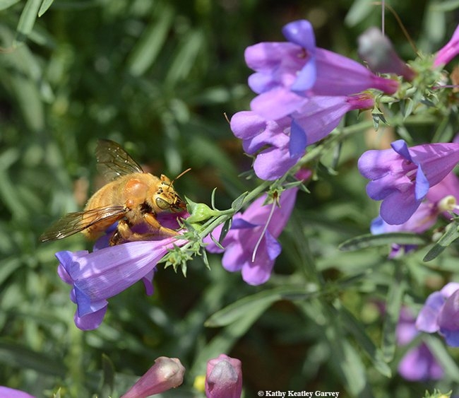 Golden yellow bee poised in mid-air to sip nectar from a purple flower.