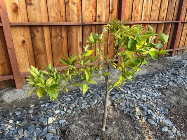 Small tree, about 3 feet tall planted in front of a fence.