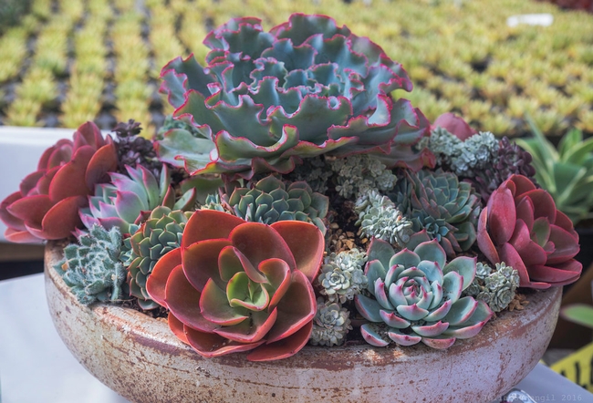 Pale blue, green and reddish colored succulents arranged in a terra cotta bowl.