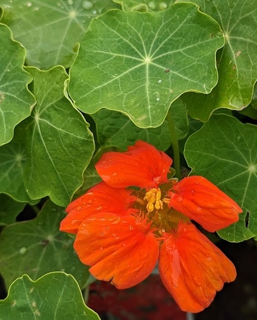 Orange colored blossom with bright green leaves.