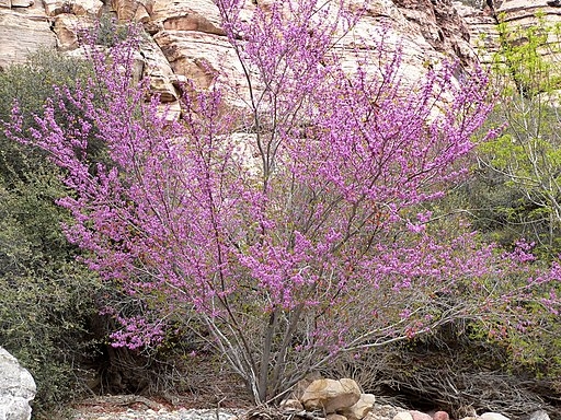 Light purplish pink multi-trunked tree in a canyon.