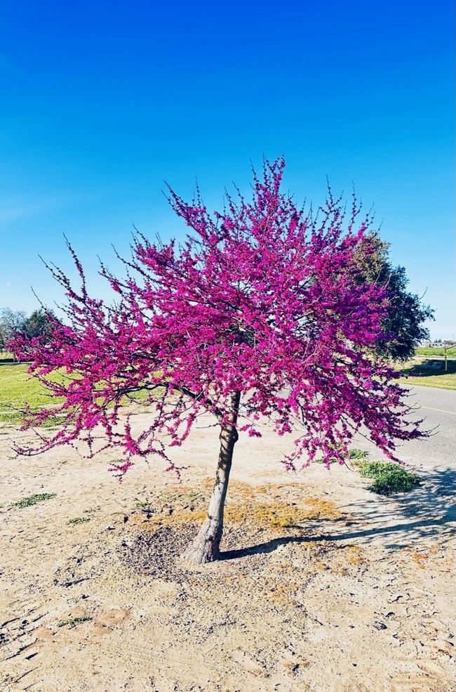 Bright purplish pink flowering single-trunked tree.