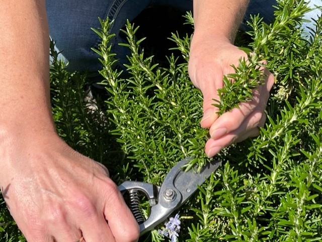 Hand holding pruners snips a stem from a bright green plant.