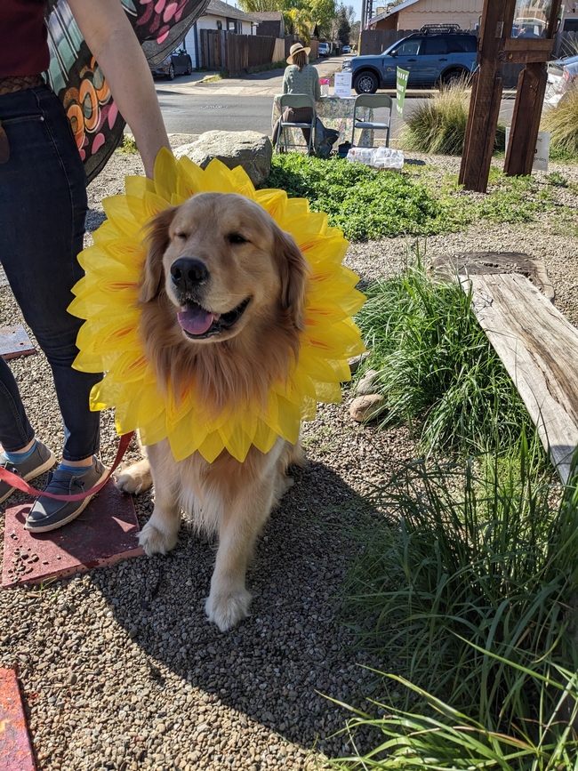 Golden retriever wearing a sunflower bonnet.