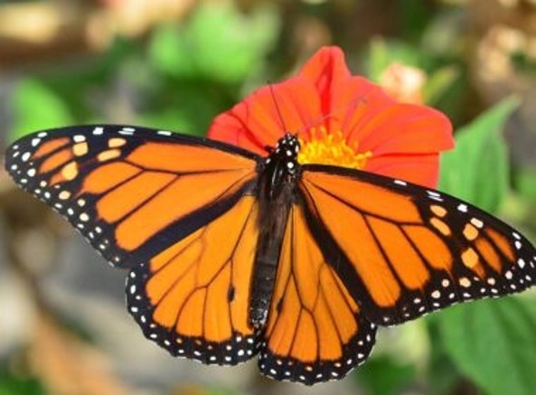 Orange and black butterfly with two black spots on lower wings.
