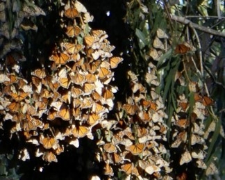 Butterflies hanging from trees.