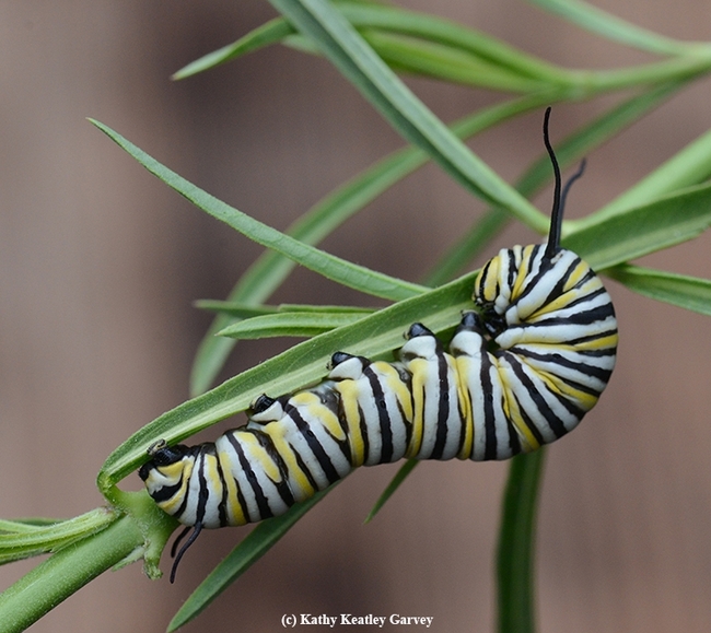 Yellow, white, and black striped caterpillar eating a leaf.