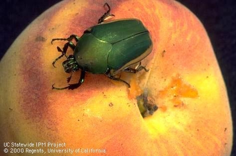 Large green beetle on a peach fruit.