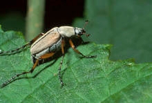 Tan colored beetle on a green leaf.