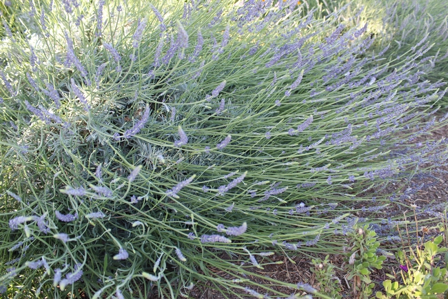 Green plant with long stems of lavender flowers.