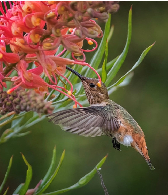 Brownish hummingbird with tan markings drinking from a flower.