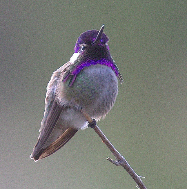Purple throated hummingbird perched on a limb.