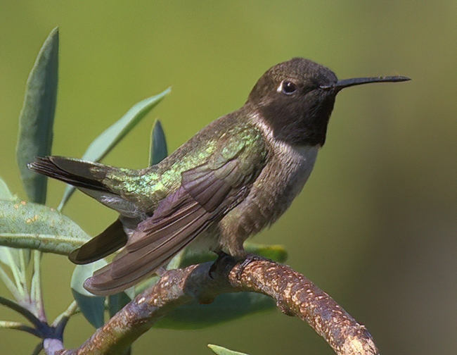 Hummingbird with light green markings perched on a limb.