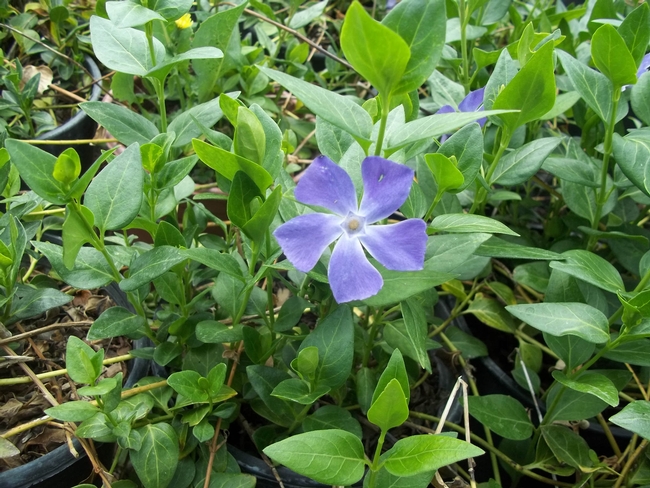 Five petaled purple flowered groundcover with a center resembling a star.