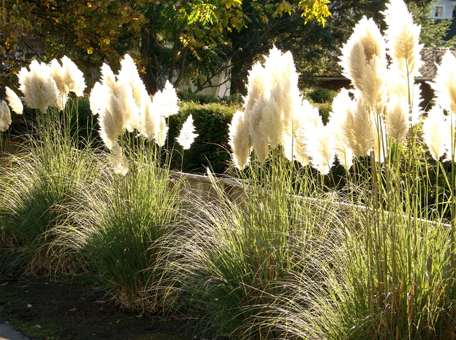 Pampas-Grass-by-colros