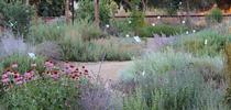 View of the UC Davis Bee Haven in June for The Bee Gardener Blog