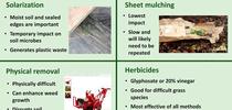 <b>Figure 1.</b> Pros and cons of different turf removal methods. for The Bee Gardener Blog
