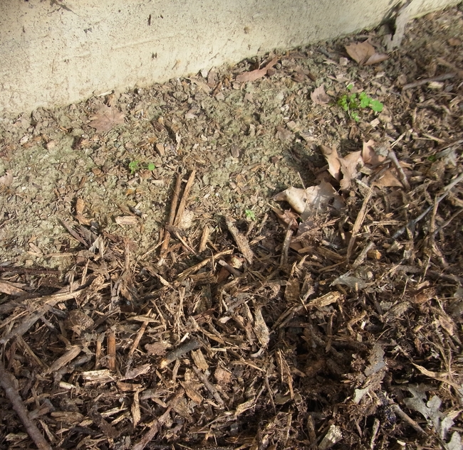 Bare soil left along foundation for ground nesting bees