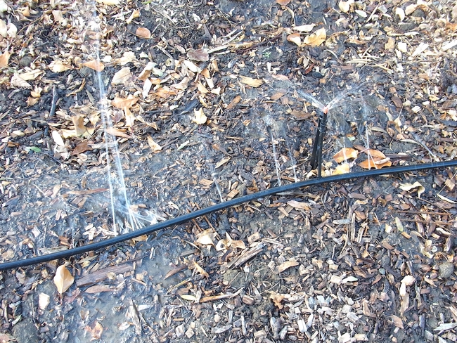 Squirrel irrigation damage