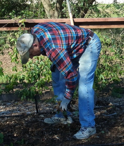 Michael Parrella removes strawberry plants.