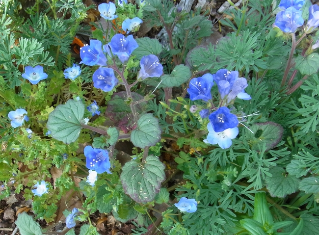 Baby blue eyes and desert bluebells flowers