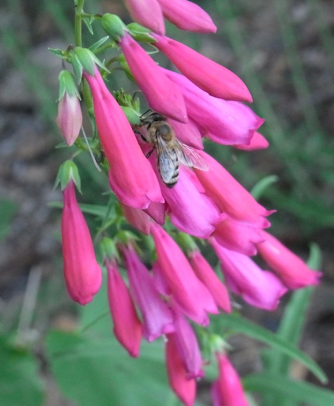Parish's penstemon with honey bee robbing nectar