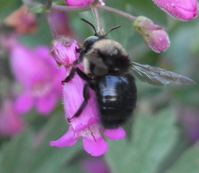 Male mountain carpenter bee robs nectar on showy penstemon